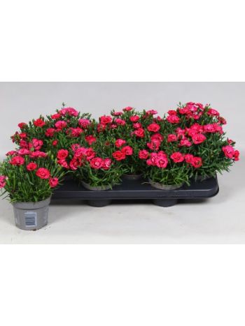 DIANTHUS DI EARLY LOVE