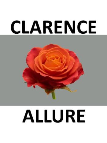 R GR5 CLARENCE+