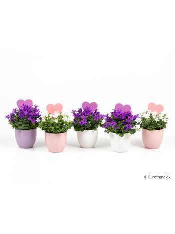 Ö. CAMPANULA KASPÓS