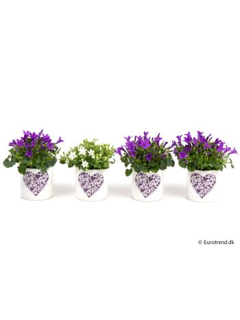 ZZ Ö. CAMPANULA KASPÓS SZÍV MINTÁS