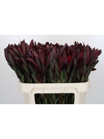 LEUCADENDRON SAF SUNSET DARK R. 70CM