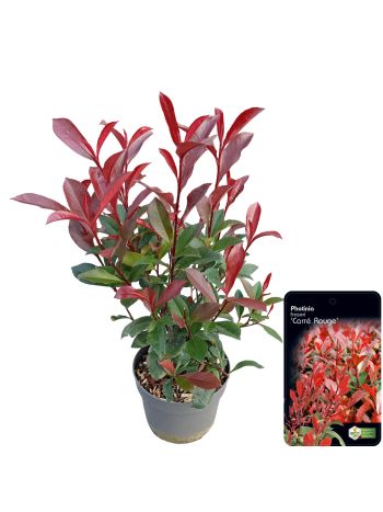 PHOT FRASERI CARR&Eacute; RUOGE AKCIO