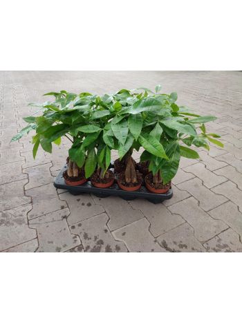 PACHIRA AQUATICA