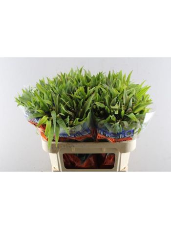 ALSTR  DANCING QUEEN