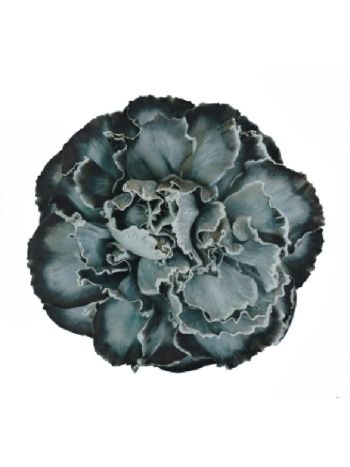 DI ST  OV% BLACK MOLLY