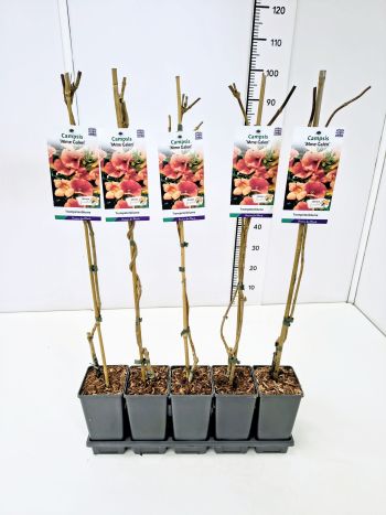 CAMPS TAGLIAB MME GALEN