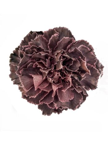 DI ST  OV% FIERY BLUSH