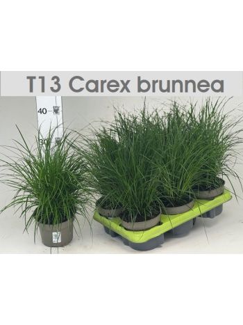 CAREX BRUNNEA