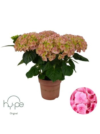 HYDR M 5+ PINK