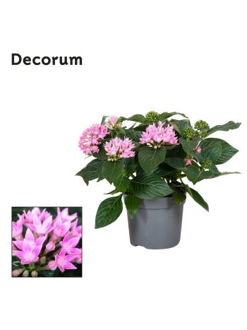 PENT STARCLUSTER PINK