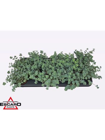 SEDUM SIEBOLDII