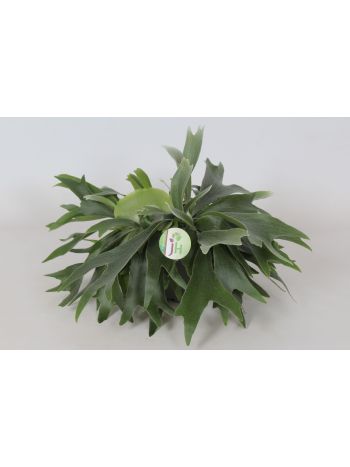 PLATYC BIFURCATUM AKASZTÓS