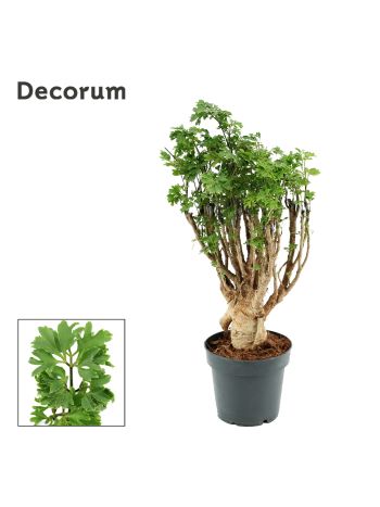 POLYSCIAS PARSLEY AKCIO