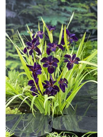 IRIS BLACK 'GAMECOCK'