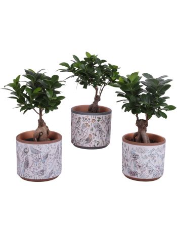 FIC MI GINSENG KASPÓS