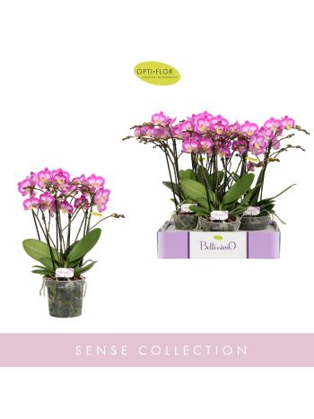 PHAL BELLISSIMO CARO