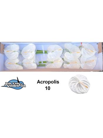 ANTHU A ACROPOLIS *10