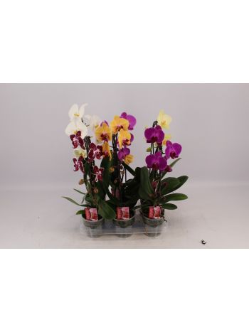 ZZ PHAL 1 ÁG CASCADE