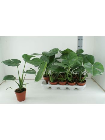 MONSTERA DELICIOSA