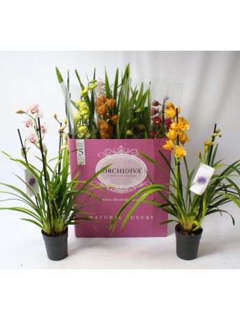 CYMBIDIUM GEM 2-3+
