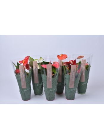 ZZ ANTH MIX JUST PERFECT XL-FLOWERS