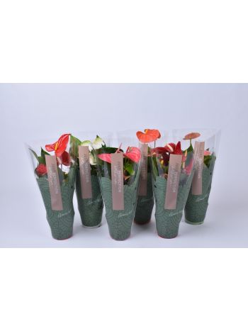 ZZ ANTH MIX JUST PERFECT XL-FLOWERS