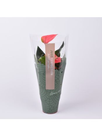 ZZ ANTH SWEET DREAM JUST PERFECT