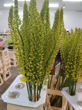 EREMURUS MONEYMAKER