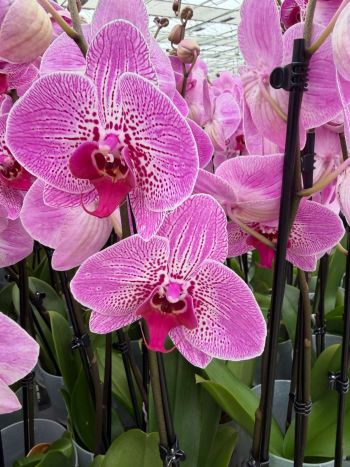 PHAL 2 ÁG BERNHARD ART WORK