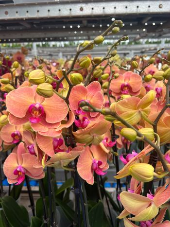 PHAL 2 ÁG BERNHARD NARANCS