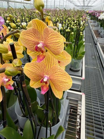 PHAL 2 ÁG BERNHARD SUNNY BUNNY