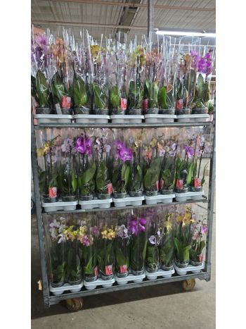 PHAL 2 ÁG 50 CM