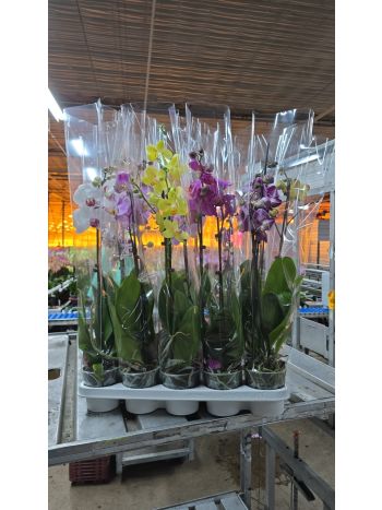 PHAL 2 ÁG BUDGET 60CM