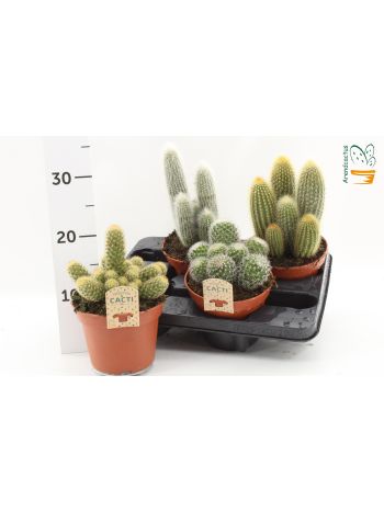 cactus GEM *4