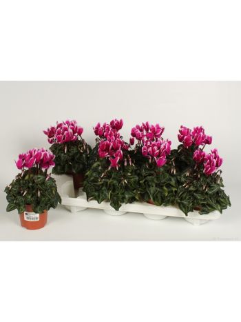 CYCL KL FANTASIA PAARS