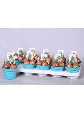 ZZ NARCIS D BRIDAL CROW