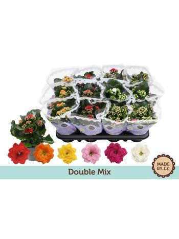 ZZ KAL MIDI TST COLOUR