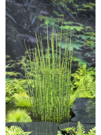 EQUISETUM JAPONICUM