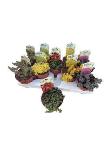 SEDUM MIX