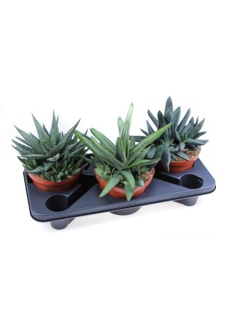 ALOE HAWORTHIA MIX