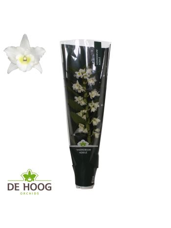 ZZ DENDR 1 ÁG APOLLON