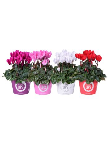 ZZ CYCL MIDI MIX MORELIPS