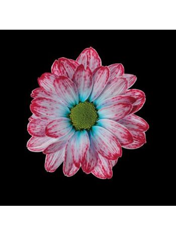 CHR T  OV% KENNEDY HOLLANDIA