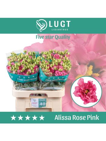 EUS G  ALISSA ROSE PI