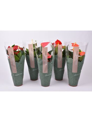 ZZ ANTH MIX JUST PERFECT XL-FLOWERS