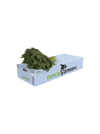 ZO ARALIA MID 35CM