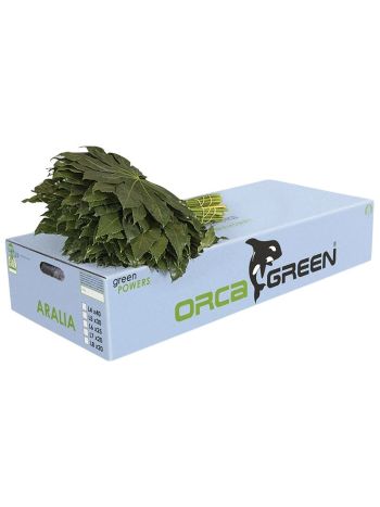 ZO ARALIA EXTRA