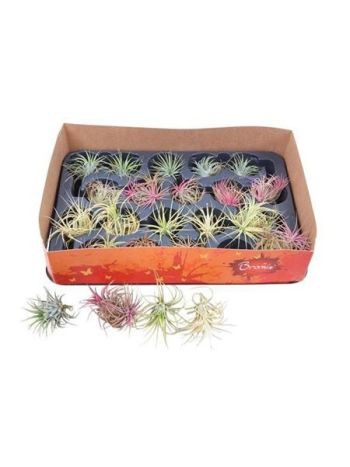 TILL AIRPLANT