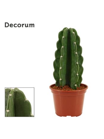 CEREUS JAMACARU NEM SZÚRÓS KAKTUSZ