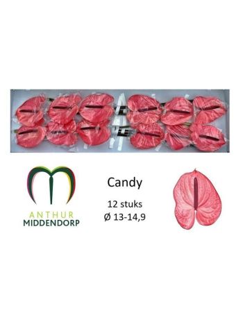 ANTH CANDY - % *12